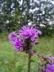 lila blume als macro