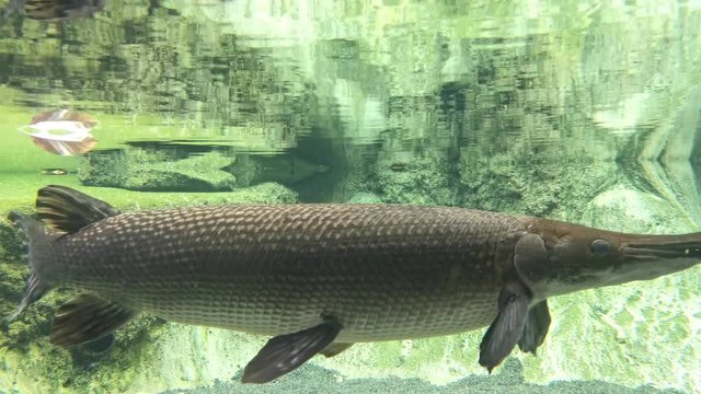Alligator Gar in a clear aquarium. Predator alligator gar in a clear water