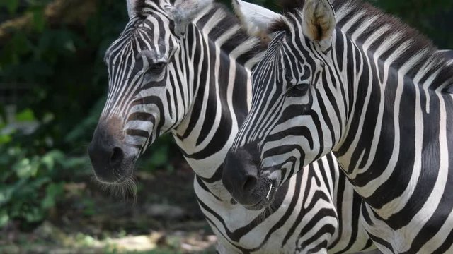 Zebra's heads close up while relaxing in a zoo. Stripes Zebra heads close up shot