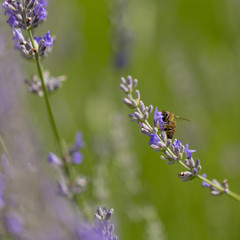 lavender flower and bee
