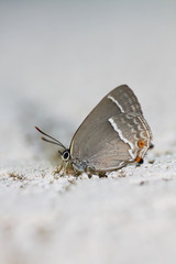 Obraz premium Thècle du chêne, Neozephyrus quercus