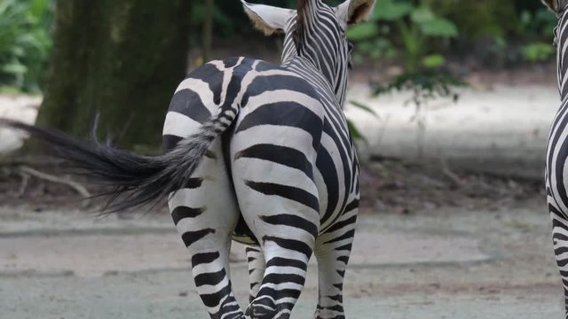 Zebras behind while waving their tails. Zebra ass and tails
