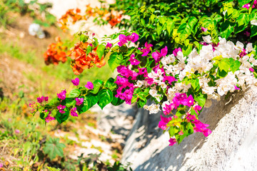 Amazing flowers in Greece