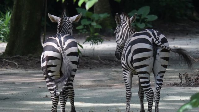 Zebras behind while waving their tails. Zebra ass and tails