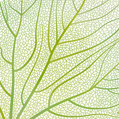 Naklejka na ściany i meble Background texture leaf. Vector illustration. 