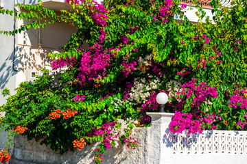 Amazing flowers in Greece