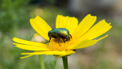Green beetle on a yellow flower in the garden on a summer day