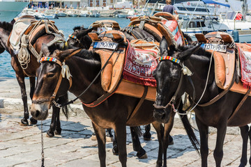 Naklejka na ściany i meble Donkey taxies are waiting for the tourist in the port to carry them instead of cars on a hot summer sunny day on Hydra Island, Saronic Islands, Greece, Europe 