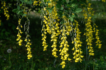 Yellow flowers of Laburnum anagyroides, the common laburnum, golden chain or golden rain, in full bloom in a sunny spring garden