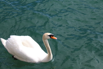 a white swan on Lake Constance