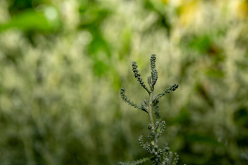 green yellow flowers foreground net background flu