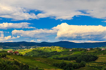 Fototapeta premium Stormy day in the vineyards of Brda, Slovenia
