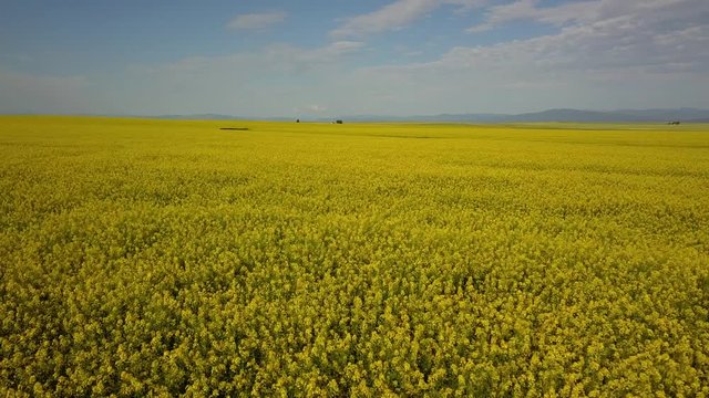 Camas Praire Yellow Green Conola 