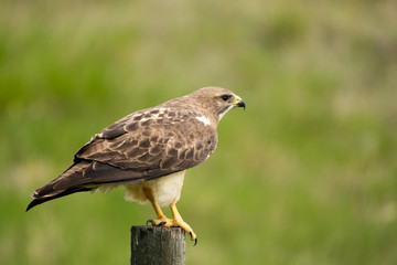 Ferruginous Hawk on a Fence Post