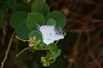 Eine Kapernpflanze mit Blüten