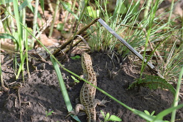 lizard in the grass