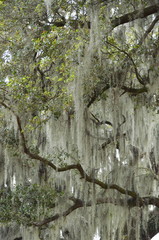 Detail of Spanish moss (Tillandsia usneoides) veils hanging from southern live oak trees (Quercus virginiana) in Louisiana USA