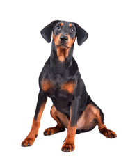 Doberman Pinscher puppy