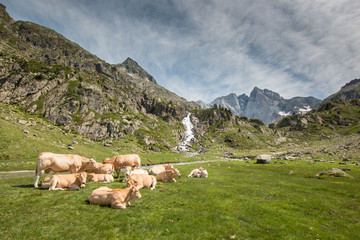 Troupeaux au pied du Vignemale, Pyrénées