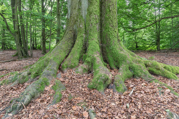 old_beech_tree