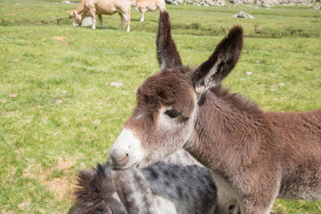 Anon dans les Pyrénées