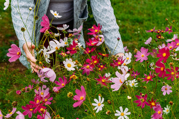 Woman plucks flowers in garden
