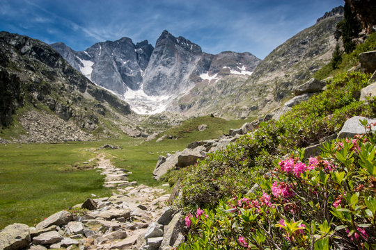Fleurs et glacier, Pyr&eacute;n&eacute;es