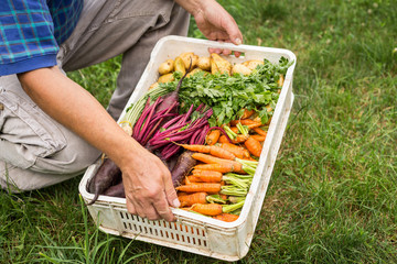 Man holding box with fresh, organic vegetables