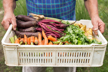 Man holding box with fresh, organic vegetables