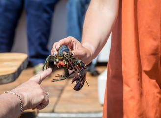 Maine Lobster Boat demo, how-to catch, measure and band lobster from trap, handheld lobster