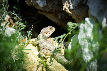 Close up Wild lizard looking