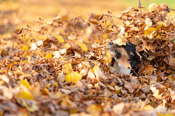 Little Jack Russell Terrier dog has a lot of fun in autumn leaves and is playing alone with leaves