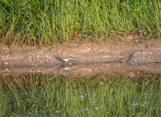 Female White Wagtail Motacilla alba standing on shore of water pond with green grass reeds, with water reflection. Prague, Piskovna, Czech Republic