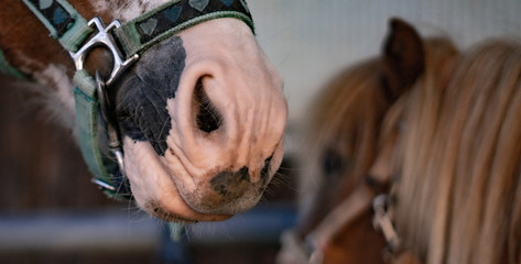 Obraz premium Pony