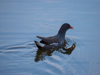 The common moorhen Gallinula chloropus also known as the waterhen, the swamp chicken, and as the common gallinule swimming on blue lake water during sunset.