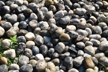 Galets gris au jardin