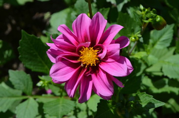 Pink dahlia flower in a garden in a sunny summer day, close up