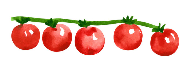 Vegetable, cherry tomato, hand drawn watercolor illustration isolated on white with clipping path
