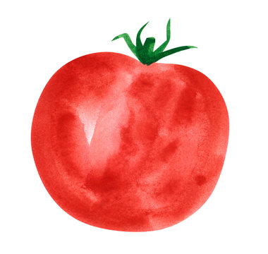 Vegetable, tomato, hand drawn watercolor illustration isolated on white with clipping path