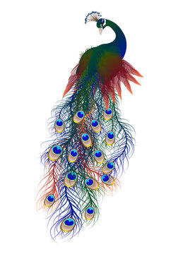 Beautiful Peacock isolated on white background. Vector illustration. 