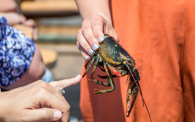 Maine Lobster Boat demo, how-to catch, measure and band lobster from trap, handheld lobster