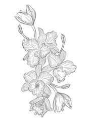 Flower Orchid isolated on white background. Vector illustration, 