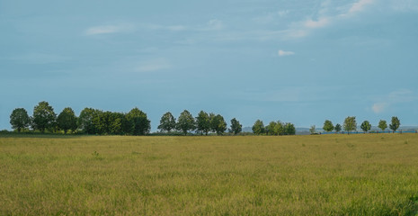 Fototapeta premium Lime tea parkway avenue with linden tree on horizon with green grass meadow, blue sky background.