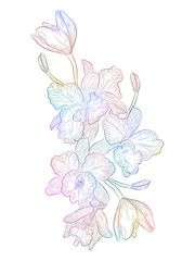 Fototapeta na wymiar Flower Orchid isolated on white background. Vector illustration, 