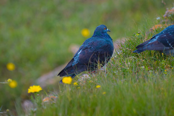 Wild birds sitting on the grass