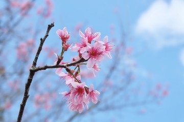 cherry blossom