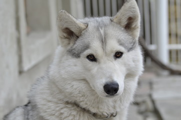  fluffy white husky, wolf color