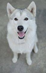  fluffy white husky, wolf color
