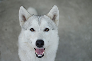  fluffy white husky, wolf color