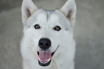  fluffy white husky, wolf color